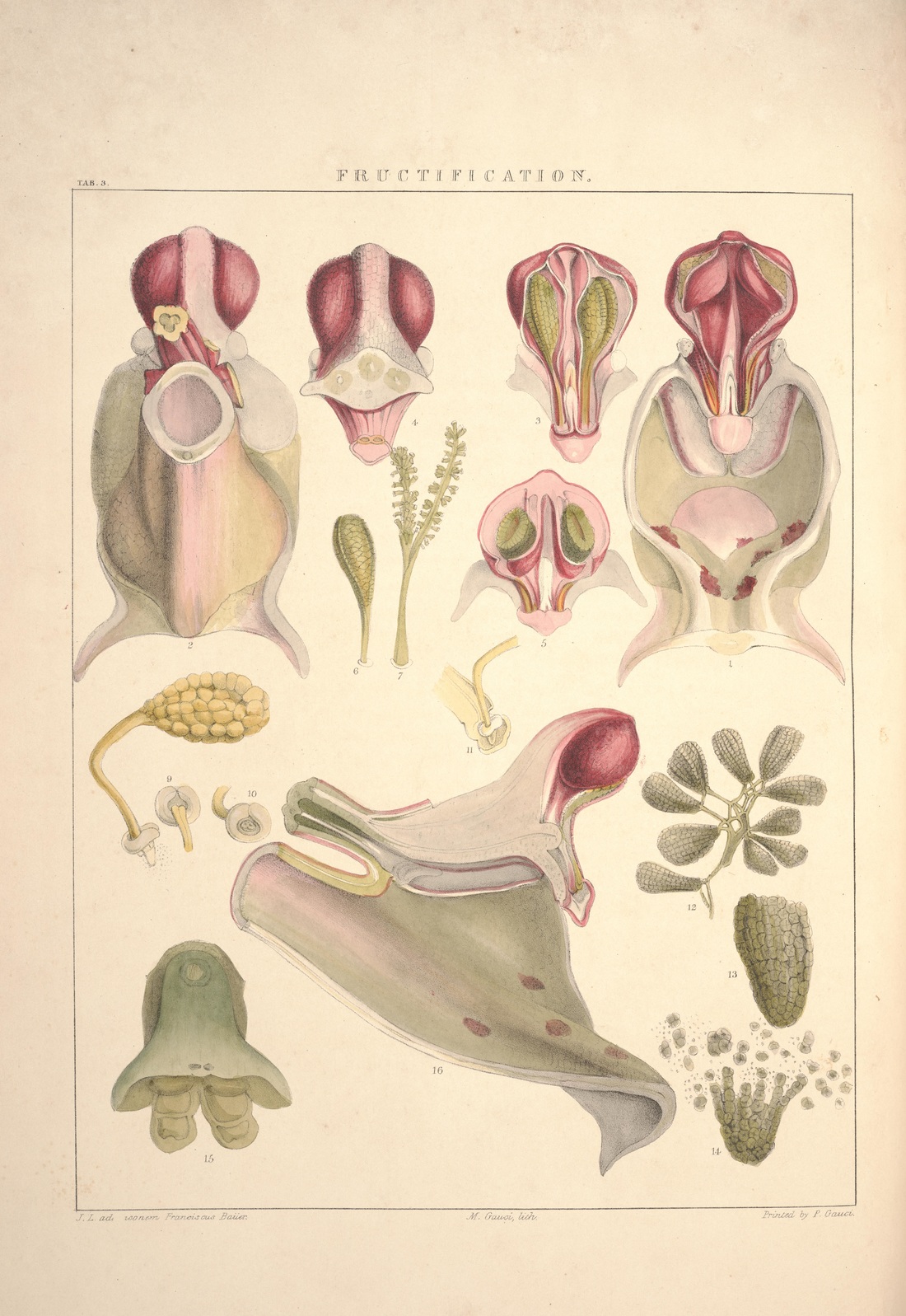 Illustrations of orchidaceous plants /by Francis Bauer; with notes and prefatory remarks by John Lindley