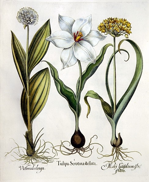 Late white tulip, Golden garlic, Mountain garlic by Basilius Besler