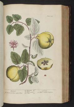 The Quince - a plate in The Curious Herbal by Elizabeth Blackwell