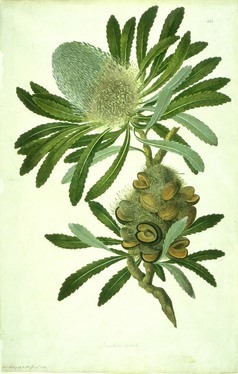 Banksia by Sydney Parkinson