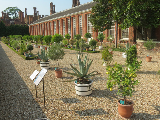 Hampton Court Palace: Lower Orangery Garden of Exotic Plants