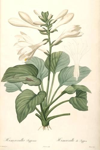 Hemerocallis plantaginea var. japonica