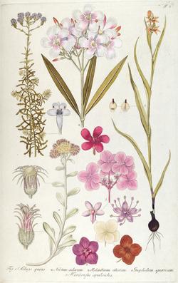 What is Botanical Illustration? - Botanical Art & Artists