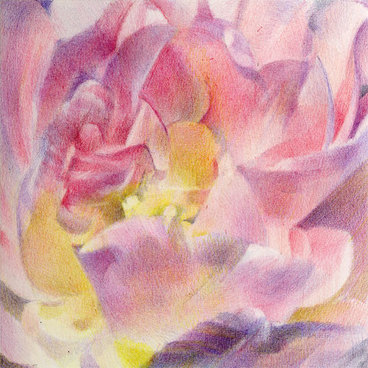 Interior of a Tulip 2007 by Katherine Tyrrell