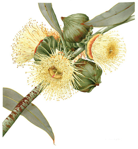 Eucalyptus youngiana by Annie Hughes, watercolour