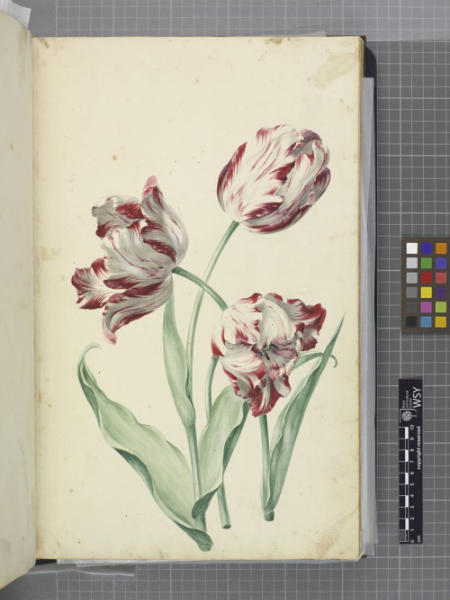 Welcome to Watercolor: A Beginners Guide to Contemporary Botanical