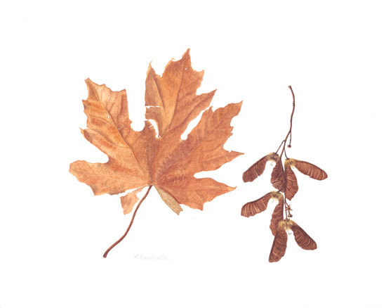 Big Leaf Maple Acer macrophyllum © Kathryn Macdonald 