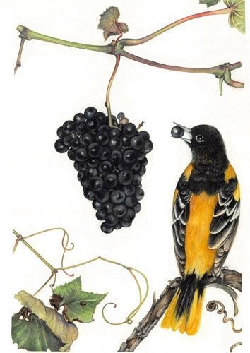 Grapes, Vitis Aestivalis by Margaret Farr