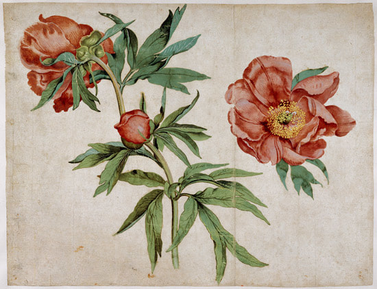 Study of Peonies by Martin Schongauer