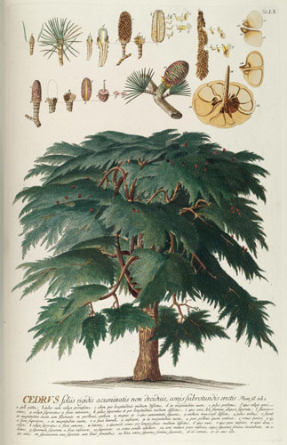 Plantae Selectae - Drawing of a Cedar Tree by Georg Ehret  - probably from the specimens grown in the Chelsea Physic Garden