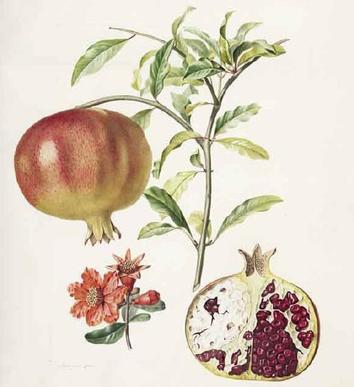 Grenadier à fruits doux (Pomegranate) by Pierre Jean François Turpin
