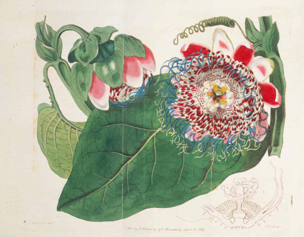 famous botanical artists - BOTANICAL ART & ARTISTS