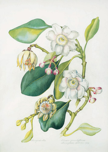 PictureClusia grandiflora by Margaret Mee (Shirley Sherwood Collection)