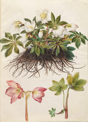 'Fritillaria imperialis' by Hans-Simon Holtzbecker, gouache on vellum from the Gottofer Codex