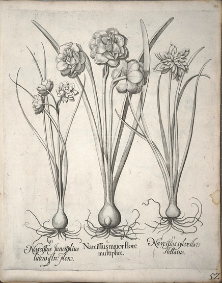 The Art of Scientific Botanical Illustration - Draw Botanical LLC