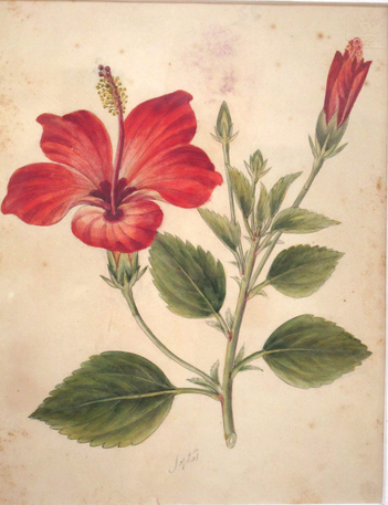 Famous Asian Botanical Artists Botanical Art Artists