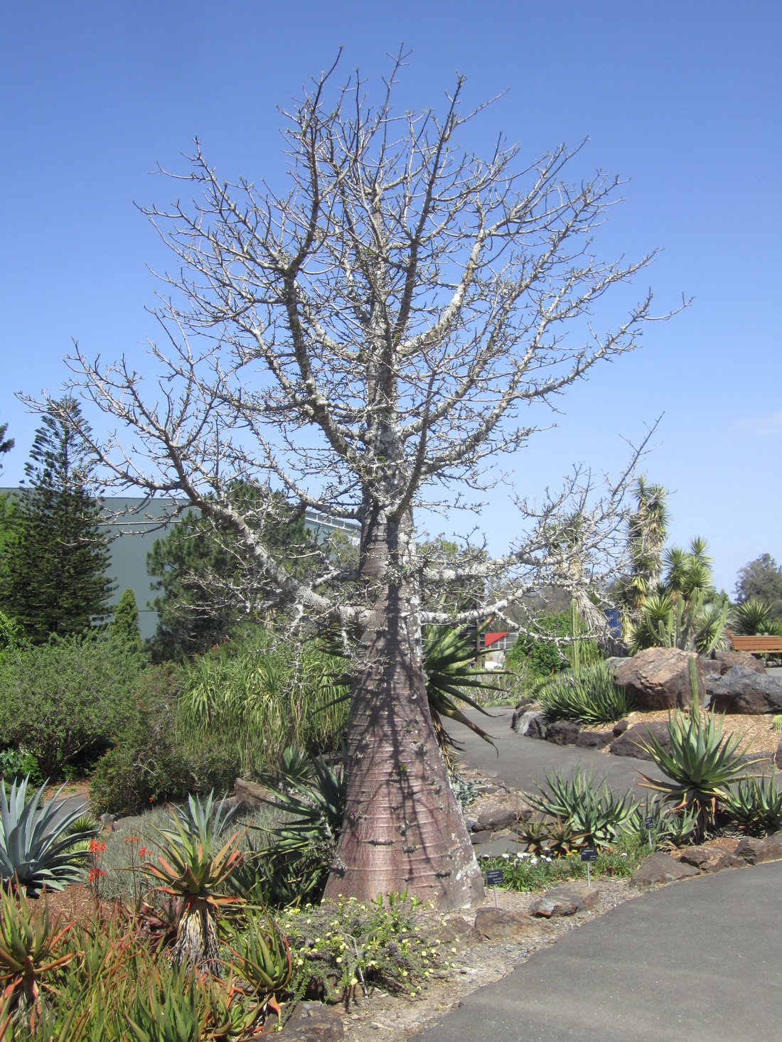 Adansonia grandidieri tree in the arid plants section of the Mount Coot-tha Botanical Gardens