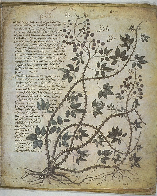 Illustration of 'batos' (bramble - Rubus fruticosus) from the Vienna Dioscorides.