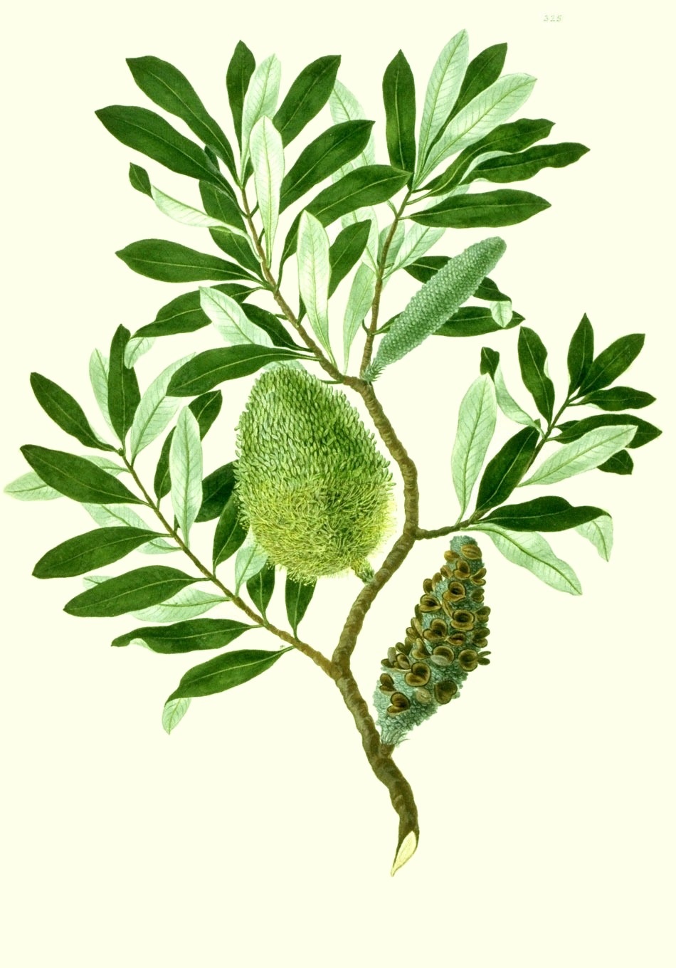 Banksia integrifolia watercolour from Banks' Florilegium