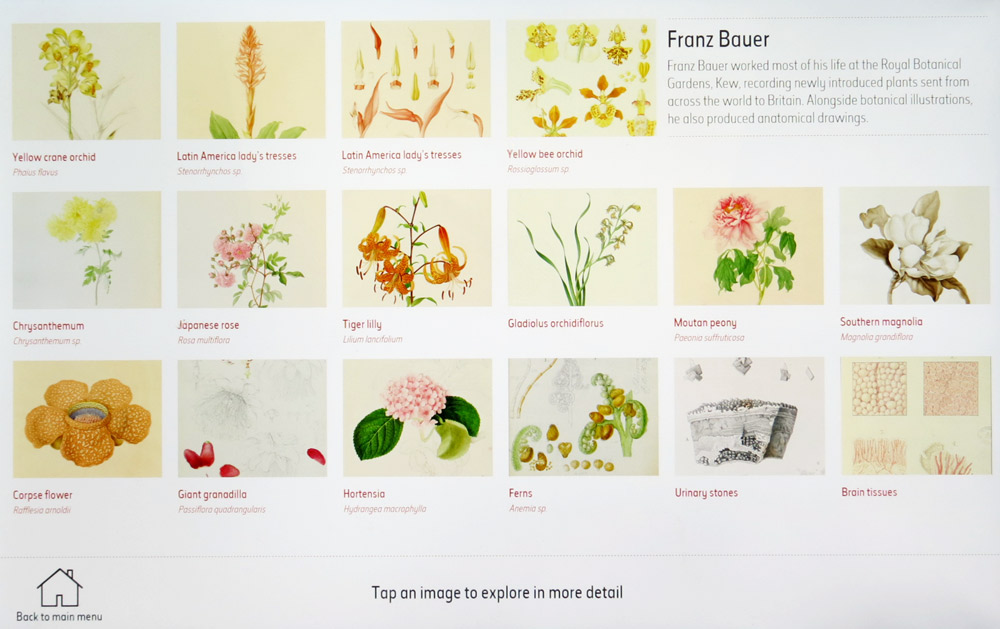 Digital display of Franz Bauer's art in 