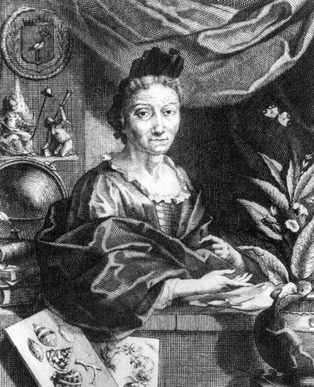 Portrait of Maria Sibylla Merian - an engraving by Jacobus Houbraken