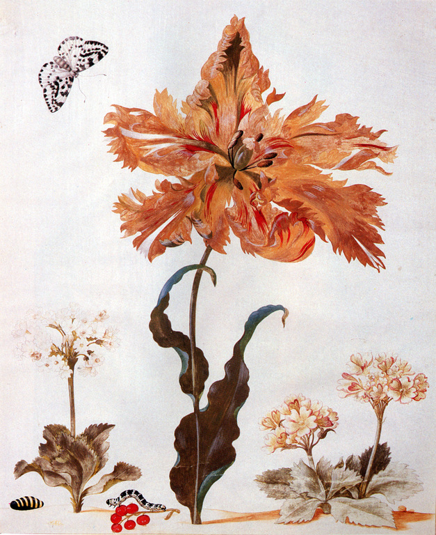  A Parrot Tulip, Auriculas, and Red Currants, with a Magpie Moth, its Caterpillar and Pupa by Maria Sibylla Merian 