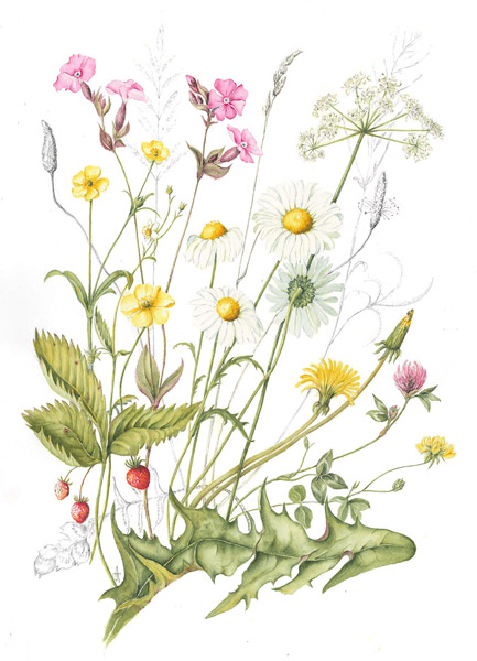 Wild Flower Meadow by Annabel Trechmann