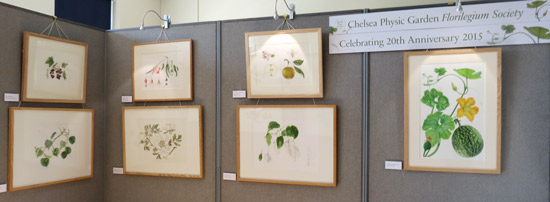 Chelsea Physic Garden Florilegium Society Exhibition 2015