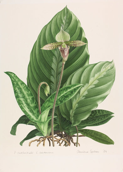 P. sukhakulii, C. lindeniana [Paphiopedilum and Cypripedium] (Watercolour on paper, 1989) © Estate of Pandora Sellars. Courtesy of RHS Library Collections