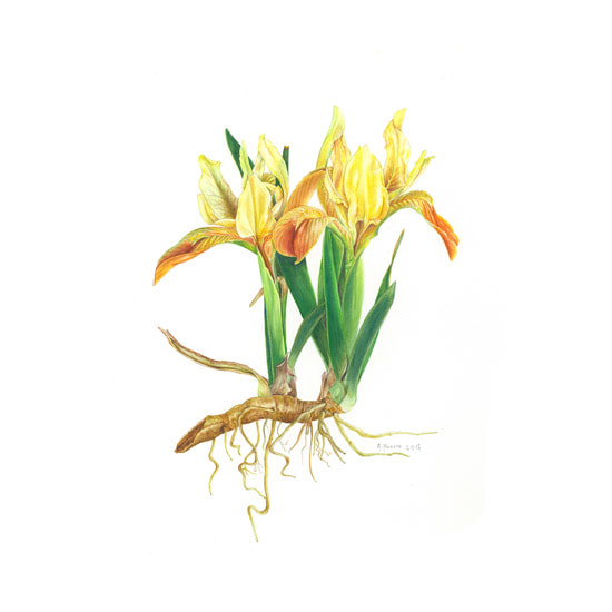 Iris pseudopumila © Alfredina Nocera