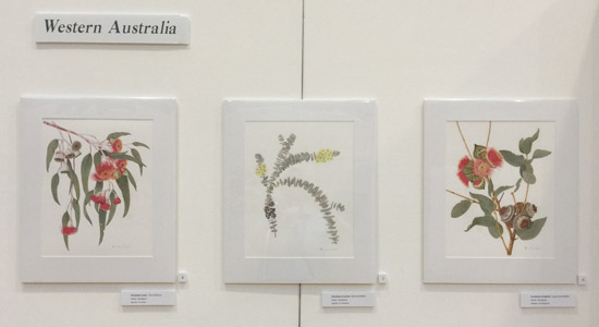 Eucalyptus of Western Australia by Annie Hughes GM