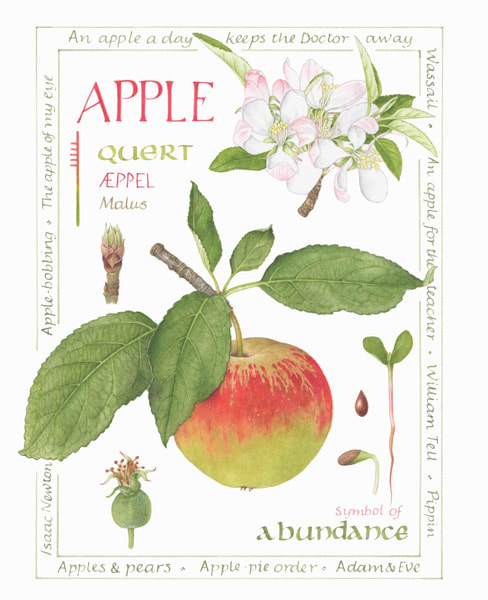 apple by Christina Hart-Davies
