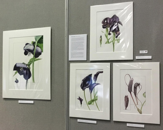 Gold Medal Winning Exhibit: Black flowers and cultivars; an exploration into mixing colours to create black - by Billy Showell