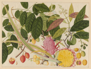 Chinese watercolor of Asian fruits