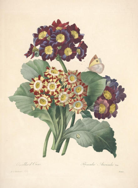 PicturePrimula Auricula by Pierre-Joseph Redouté - which is plate 139 of Choix des plus belles fleurs (The most beautiful flowers).