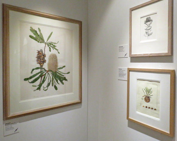 Two paintings of Banksia by Celia Rosser - plus a drawing by Camilla Speight