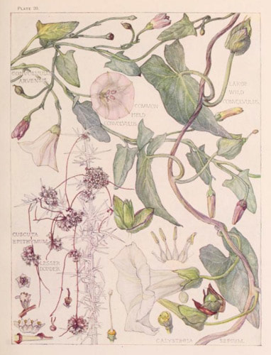Convolvulus Family by Mrs H. Isabel Adams - for Wild Flowers of the British Isles