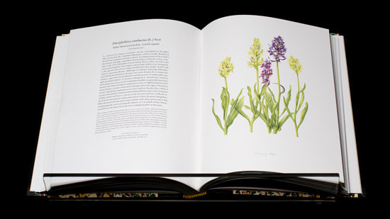 Volume I of the Transylvania Florilegium - displaying Dactylorhiza sambucina by Beverley Allen. Published by Addison Publications Ltd © A.G.Carrick 2018