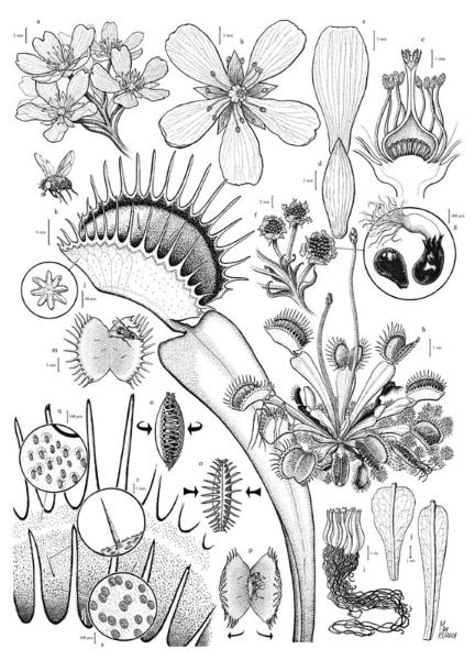 Dionaea muscipula â€‹by Francois Sockhom Mey, France