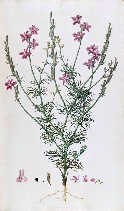 Flora Graeca Delphinium consolida by Ferdinand Bauer