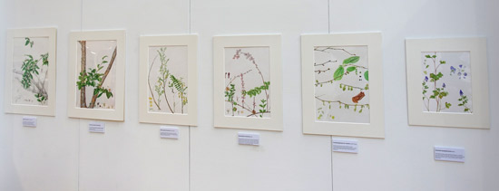 Suyeon Kim - RHS Gold Medal winning exhibit of Endemic Plants of Korea