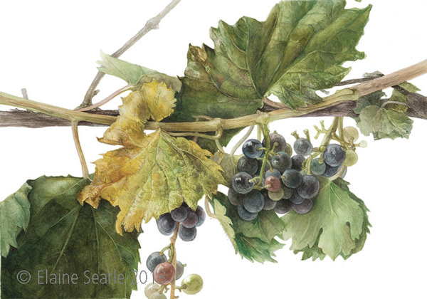 Umbrian Vitis vinifera ‘Sangiovese’ – Grapevine by Elaine Searle