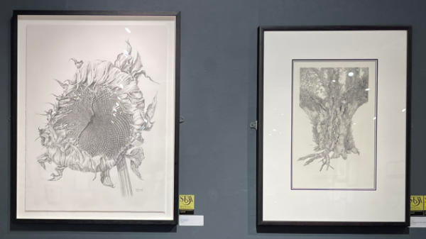 Two Botanical Drawings in Graphite received Exhibiting Excellence Awards