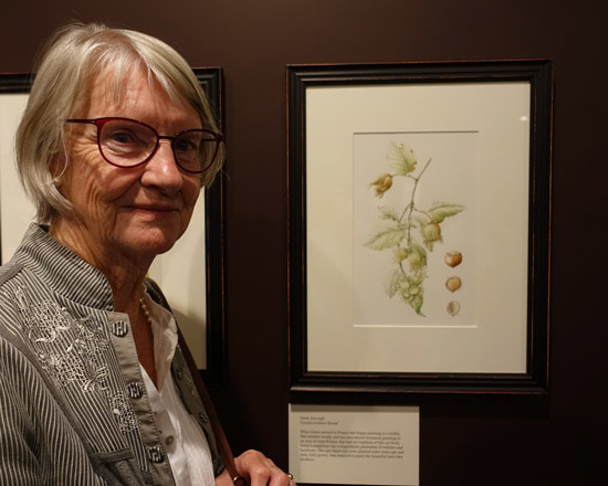 Grete Ascough with her painting of Corylus avyllana 