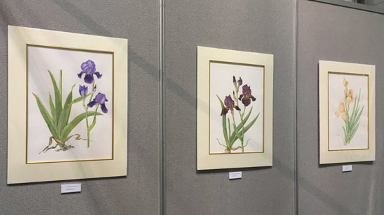 Three Iris from the Sir Cedric Morris Iris Florilegium