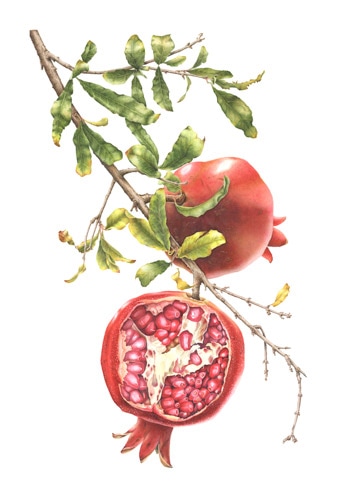 Pomegranates on Branch, Punica Granatum by Heidi Venamore