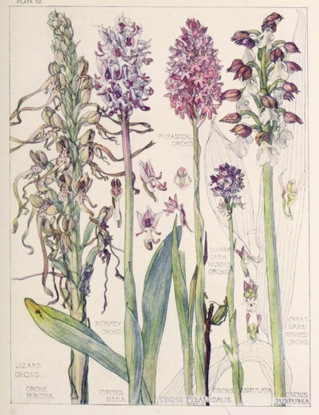 Plate 52 Wild Flowers of the British Isles written and illustrated by Isobel Adams