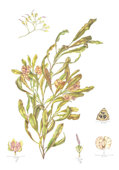 Dodonaea viscosa ‘Ake-ake’ Copyright Karen Bowman Atherton