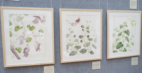 Best Botanical Art Exhibit: Aristolochias of British Botanic Gardens - Laura Silburn