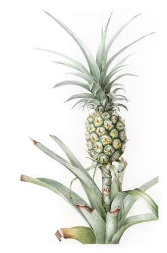 Pineapple by Lesley Anne Sandford